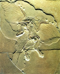 Archaeopteryx transitional fossil